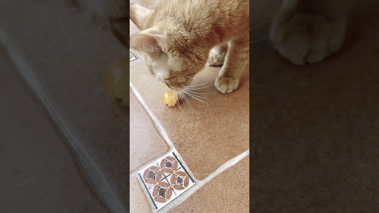 Картинки симбочки пимпочки младшего