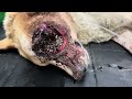 Miracle Dog Survived Beatings, Now Needs URGENT Help As Maggots Devour His Rotting Eye [STORY BELOW]