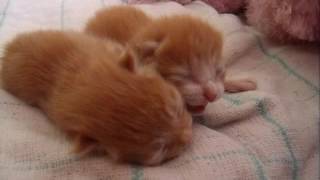 Новорожденный котенок чихает Новорожденный котенок чихает