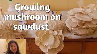 Growing Mushroom on Sawdust | Showing details from start to harvest | Shangnairan