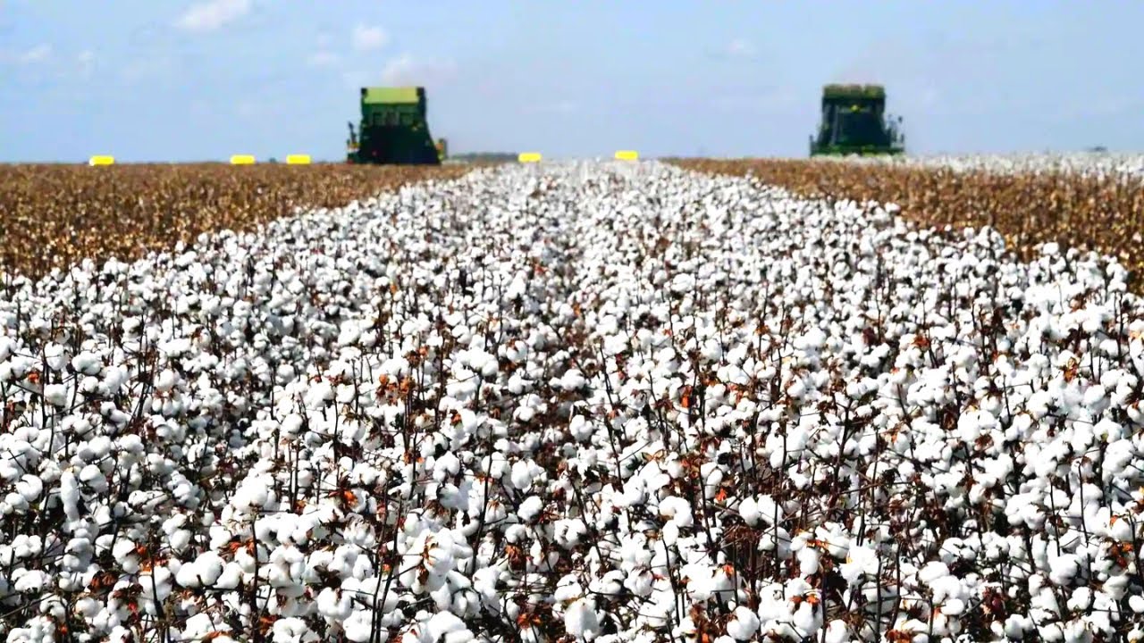 Black Cotton - Farming and Creating All in One Place! - Hundred