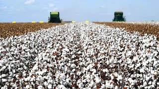 How American Farmers Produce 14.68 Million Bales Of Cotton - American Farming