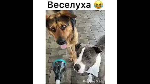 Просто собаки и струя воды.