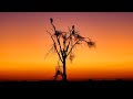 African safari in tanzania 4k  relaxing wildlife