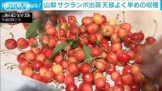 サクランボ出荷始まる・・・春の好天で早めの収穫　山梨(2021年5月30日)