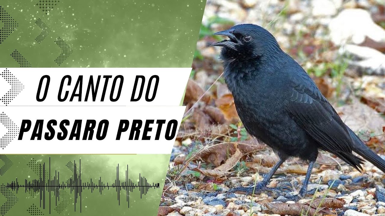O CANTO DO PÁSSARO - PRETO GRAÚNA - O COQUI (Gnorimopsar chopi) - YouTube