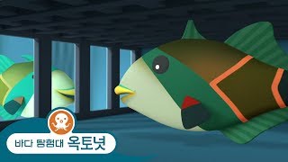 바다 탐험대 옥토넛 - 이상한 이름을 가진 물고기! - 모음집