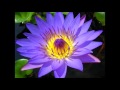 天使からのメッセージ；感情の癒し