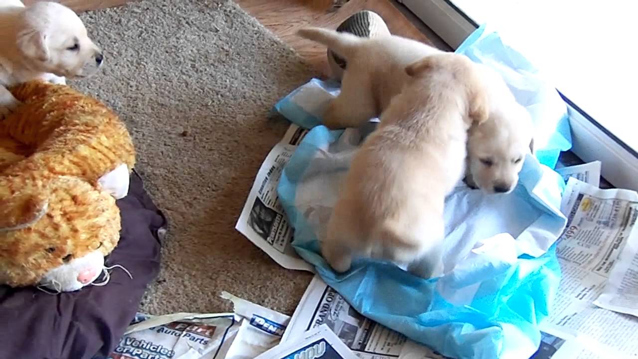 Yellow Labrador Puppies 4 weeks So Playful! YouTube