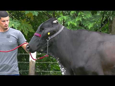 LOTE 1 • 5º LEILÃO GIROLANDO JOVEM FAZENDA CACHOEIRA • 7483CM