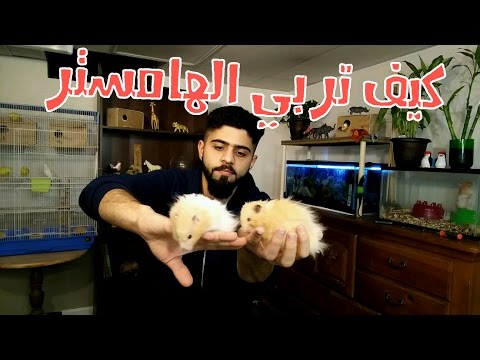 فيديو: كيف يعيش الهامستر