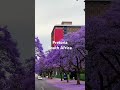 Pretoria Southafrica Jacaranda Morning Happyspring Flower Happinessmatters mp3