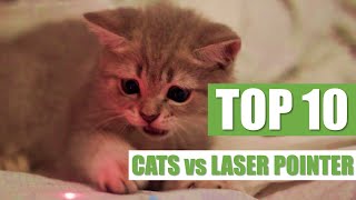 TOP 10 CATS vs LASER POINTER by The Crazy Cats 666 views 4 years ago 4 minutes, 1 second