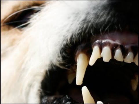 Video: Gli scheletri hanno paura dei cani?