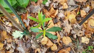 Quercus laurifolia dub vavřínolistý