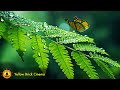 🍃 3 HOUR RELAXATION REMIX: Healing Nature Sounds, Relaxing Music, Sleep Music, Zen Meditation ☯3803