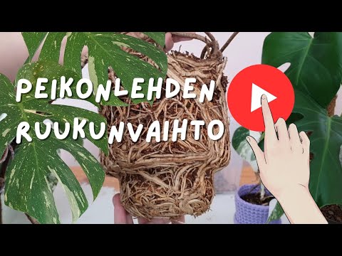 Video: Millä kasveilla on ilmajuuret?