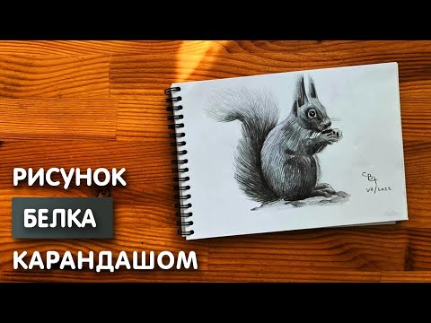 Как нарисовать белку карандашом | Рисунок для начинающих поэтапно