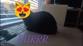 Cat Reaction To Traffic
