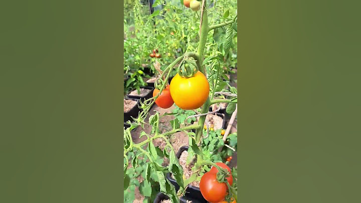 Fantastic Tomato Valencia #tomates #greenconcept #tomato #aquaponie #potager #tomate
