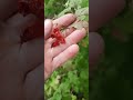лікарство на зиму #калина#україна #село