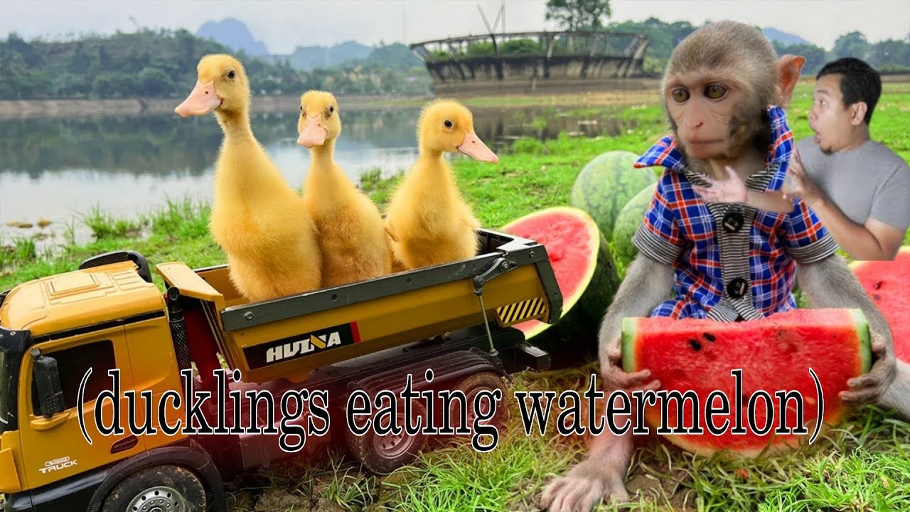 ducklings eating watermelon YouTube