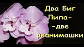 Орхидеи,узамба́рские фиалки,Самара🌺
