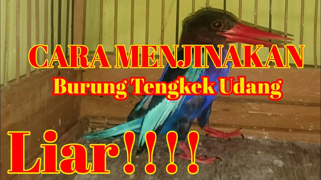 Cara Menjinakan Burung Tengkek~Burung Tengkek Udang~BUDY TK.