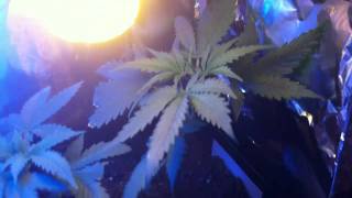 New Cannabis Grow Vlog 7 Week 5