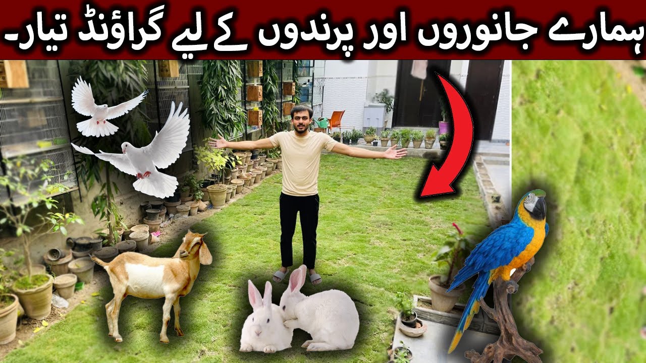 Mini Zoo Ground Mein Green Grass Kaise Ugaye | Lawn Making & Maintenance Tips