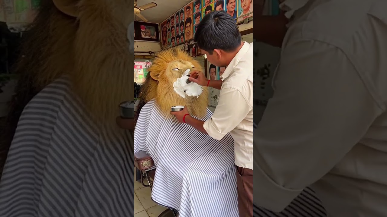 Lion Barber calmly shaves a lion 