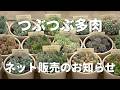 【先着販売・抽選販売】たくさんご用意しました！つぶー