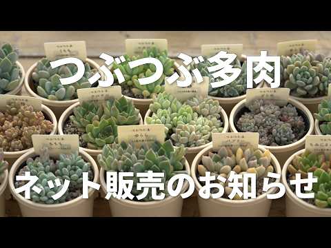 多肉植物 つぶつぶ屋 - YouTube