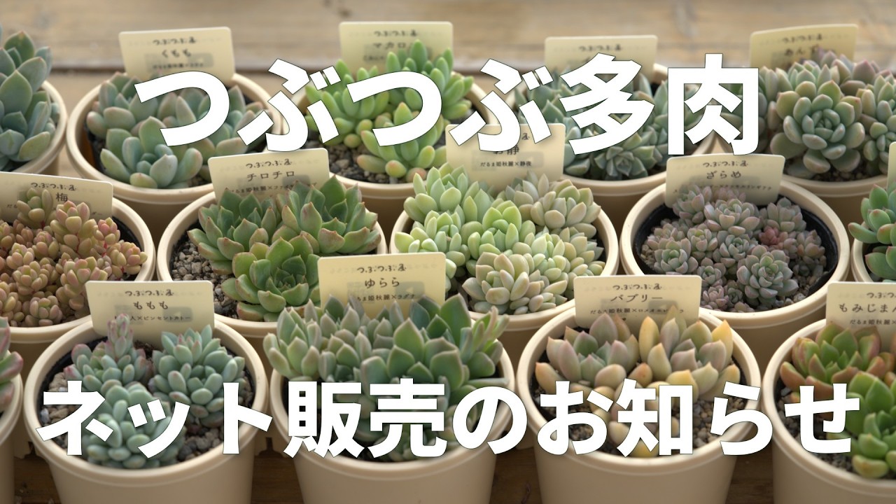 First-come, first-served sale / Lottery sale] We have plenty