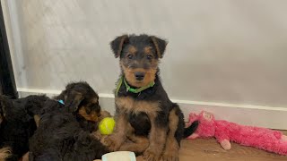 Airedale puppies 8 weeks old