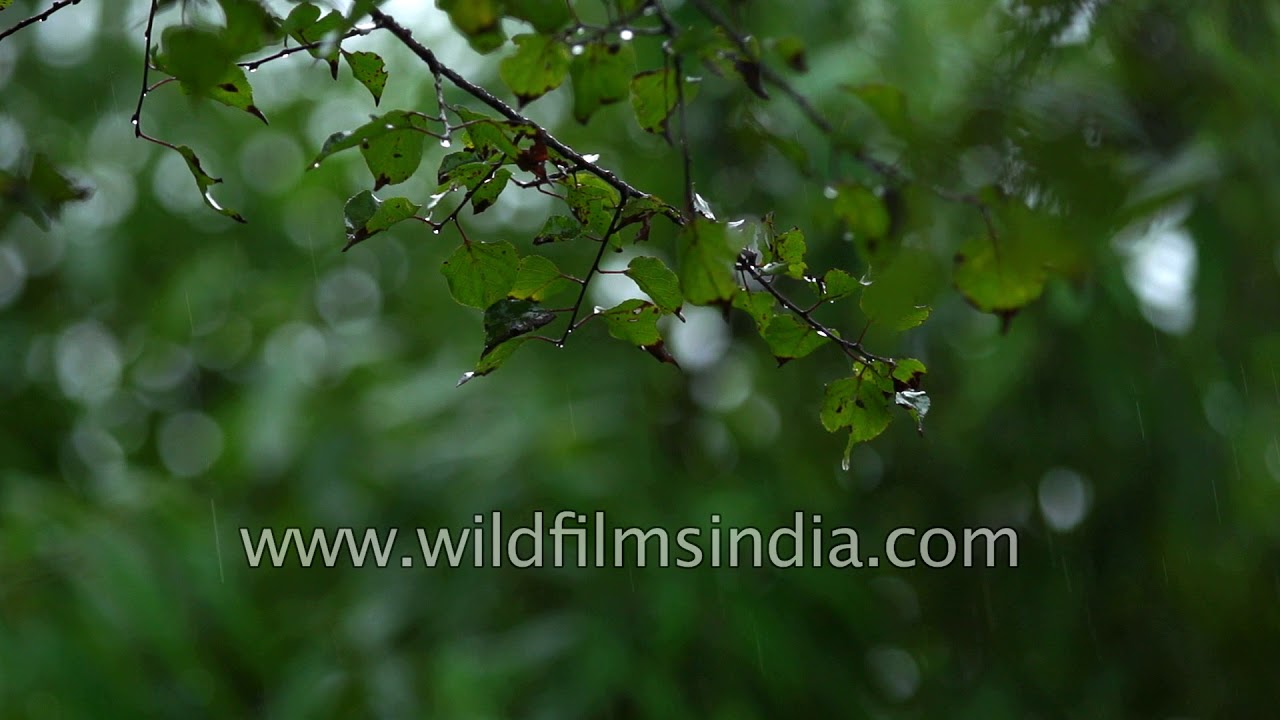 Raindrop splintering with close up shots in forest during monsoon | Uttarakhand