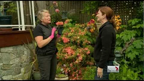 PABC Member Trish Hopkins' gardening tips on Globa...