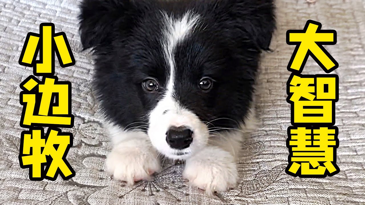 两个月大的狗狗学会7个指令，边牧诠释什么叫赢在起跑线上｜西卡船长