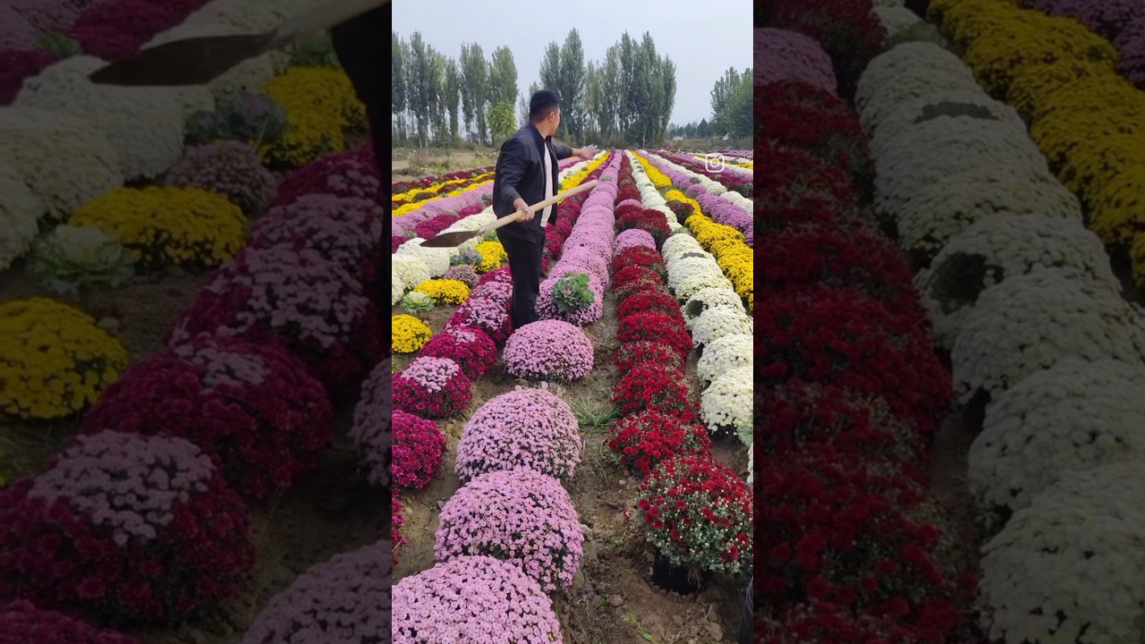 Много глобус хризантемы