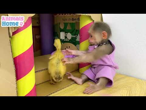 Bibi plays all day with the puppy and ignores the duckling 🐶🐥