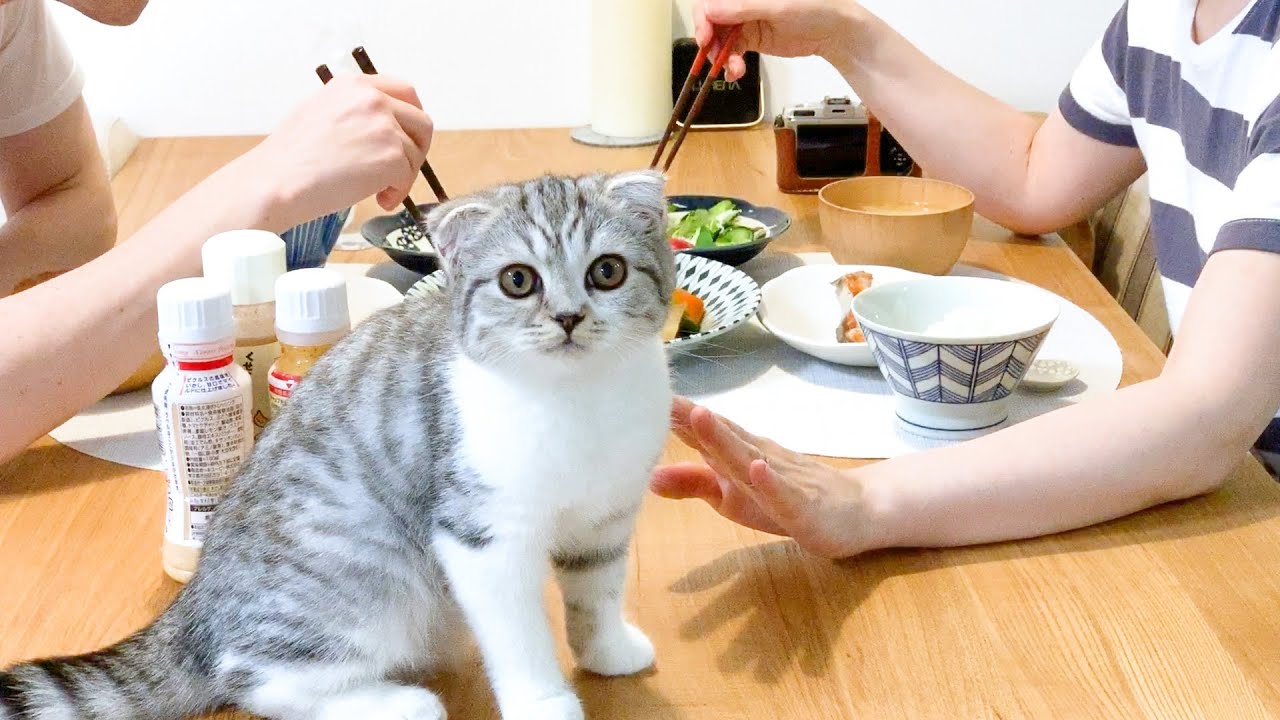 人が食事中の猫の変化 子猫と成猫ではこんなに違う スコティッシュフォールド ぐう Youtube
