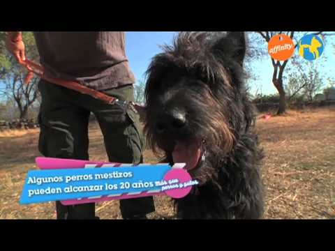 Elige tu raza - Perros mestizos - Más que perros y gatos 5 | Fundación Affinity hqdefault