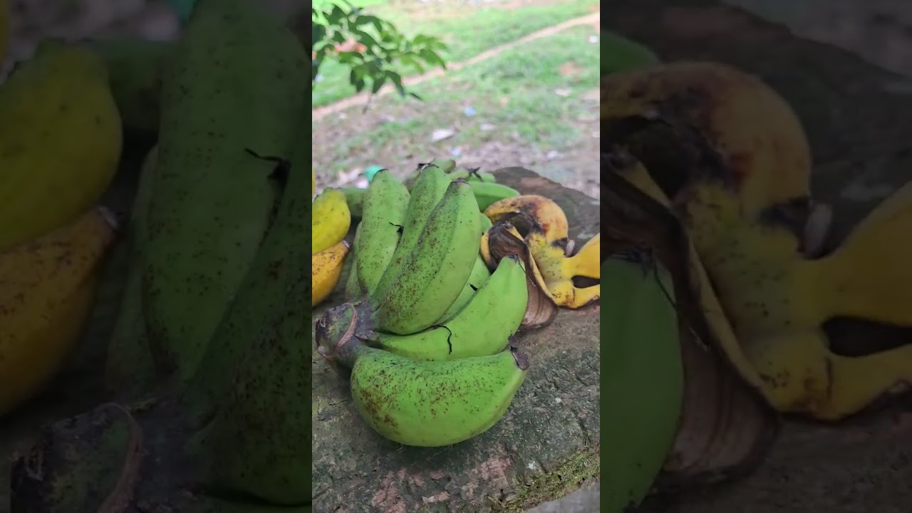 Dire sa bukid basta naa rajud tay matanum raq rapod tay makuha libre ng saging