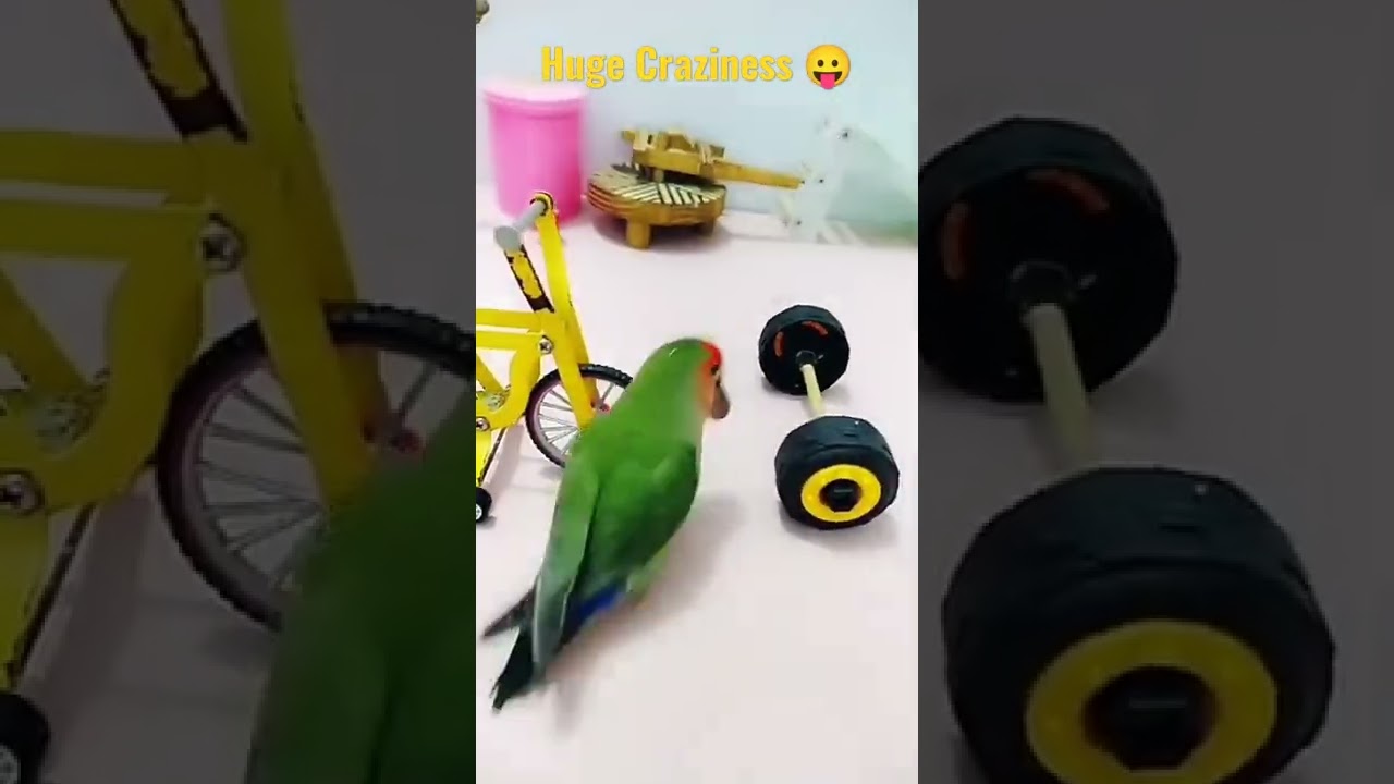 🦜 Parrot Driving a mini bicycle 🚲.