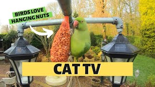 BIRD VIDEO FOR CATS WITH SOUND | Birds Love Nuts