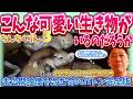 【ちんちくりん5完結】公園で捨てられた小さな命…奇跡の成長と未来への旅立ち【総集編後編・未公開あり】