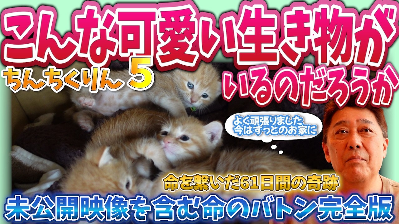 【ちんちくりん5完結】公園で捨てられた小さな命…奇跡の成長と未来への旅立ち【総集編後編・未公開あり】