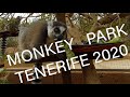 Развлечения на Тенерифе. Monkey Park. Парк обезьян.