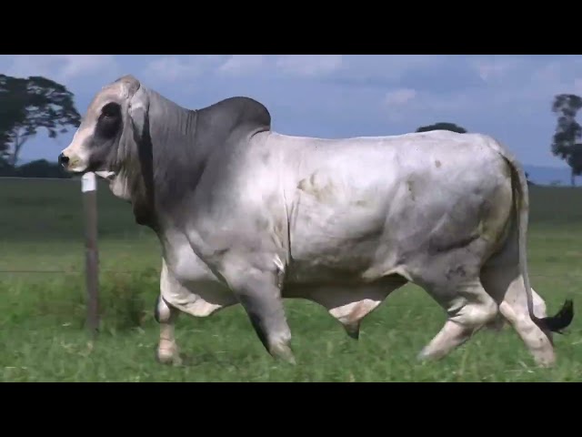 Lote 16    Fazenda Nova Pousada