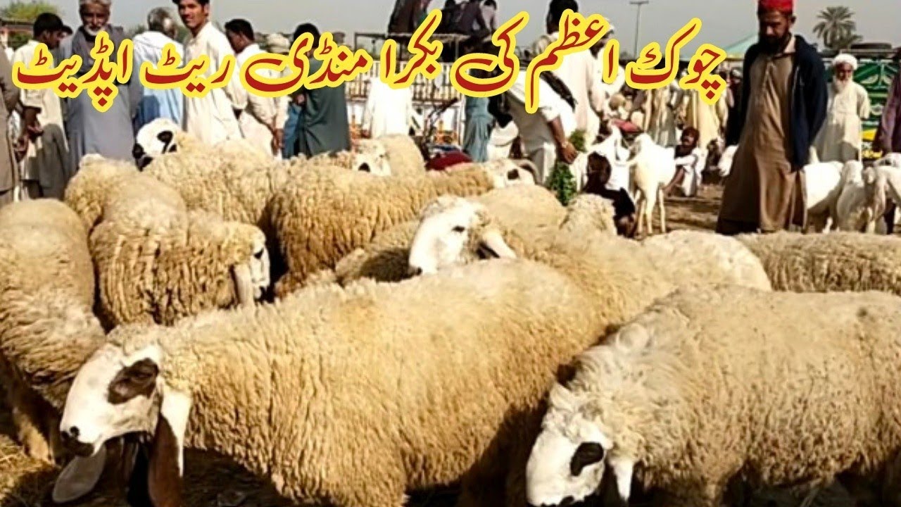 March 2023 Chowk azam Bakra mandi Rate update | Kajlay chattray Qurbani ky lye | Sstay chatray